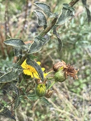 Heterotheca shevockii