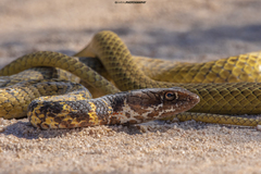 Masticophis fuliginosus