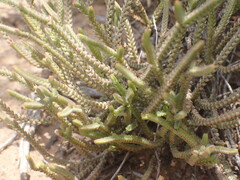 Crassula muscosa