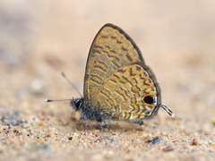 Prosotas nora superdates