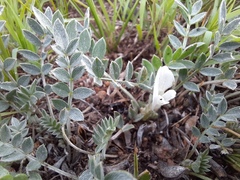 Astragalus scaberrimus