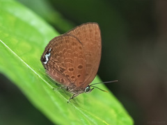 Arhopala