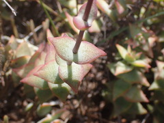Crassula perforata