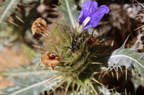 Image of Acanthopsis horrida by (c) Tony Rebelo, some rights reserved (CC BY-SA)