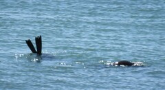 Arctocephalus pusillus pusillus