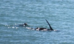 Arctocephalus pusillus pusillus