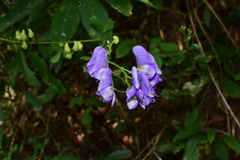 Aconitum carmichaelii