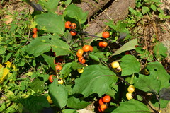 Solanum aethiopicum