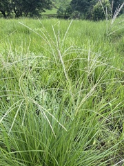 Digitaria eriantha
