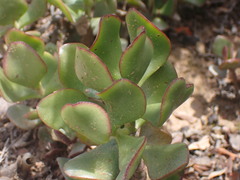 Crassula ovata