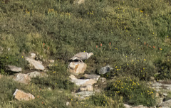 Tetraogallus himalayensis