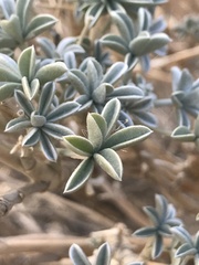 Lupinus albifrons