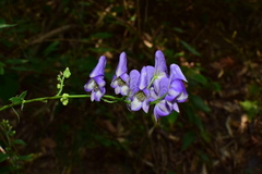 Aconitum carmichaelii