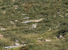 Tetraogallus himalayensis