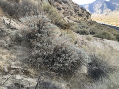 Lupinus albifrons