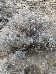 Lupinus albifrons