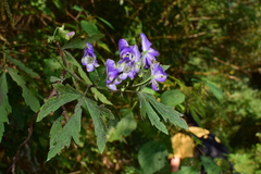 Aconitum carmichaelii