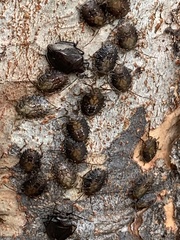 Antiteuchus tripterus