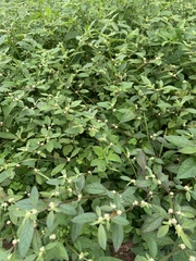 Alternanthera bettzickiana