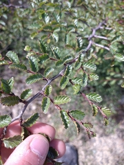 Nothofagus pumilio