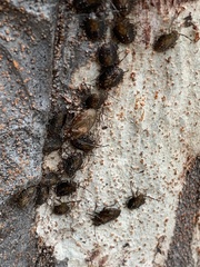 Antiteuchus tripterus