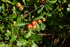 Crataegus cuneata
