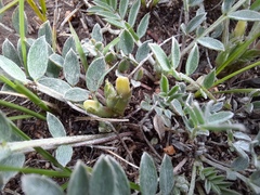 Astragalus scaberrimus