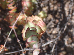 Crassula perforata