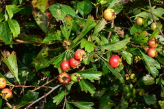 Crataegus cuneata