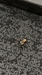 Kukulcania hibernalis