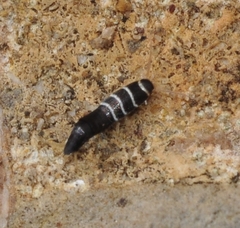 Lepisma baeticum