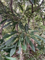 Daphniphyllum oldhami