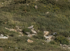 Tetraogallus himalayensis