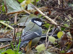 Parus major