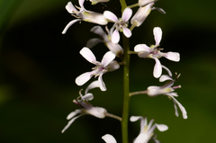 Iodanthus pinnatifidus