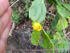 Brasiliopuntia brasiliensis