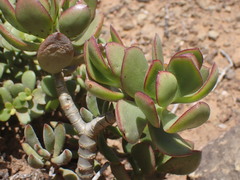 Crassula ovata