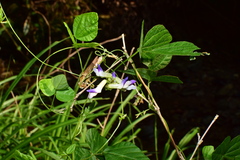 Amphicarpaea edgeworthii