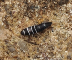 Lepisma baeticum