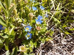 Gentiana squarrosa