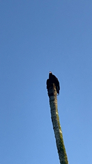 Cathartes burrovianus