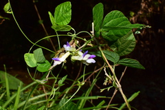 Amphicarpaea edgeworthii