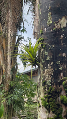 Tillandsia utriculata