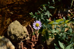 Aster indicus