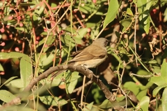 Curruca crassirostris