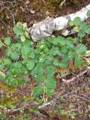 Nothofagus pumilio