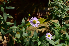 Aster indicus
