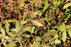 Curruca crassirostris