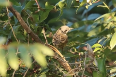 Curruca crassirostris