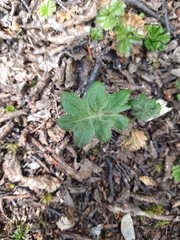 Macrachaenium gracile gracile